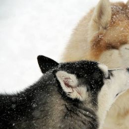 Siberian Huskies from Jalerran