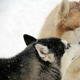 Siberian Huskies from Jalerran