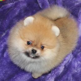 Pomeranian Puppies from Royal Tee Poms