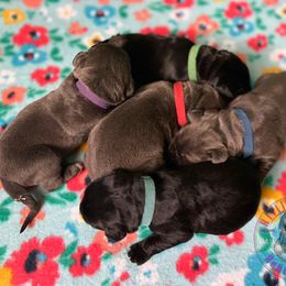 Cane Corso Puppies from Killing Joke Kennels, LLC