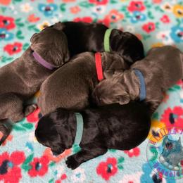 Cane Corso Puppies from Killing Joke Kennels, LLC