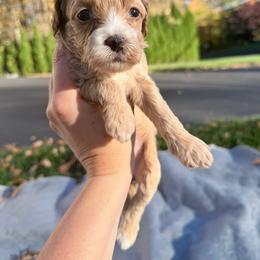 Maple - Buff female Cockapoo puppy in Clarks Summit, Pennsylvania from M&M Cockapoos