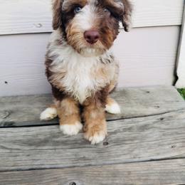 Australian Mountain Doodle, Bernedoodle, and Goldendoodle Puppies from Wynterwood Doodles