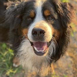 Bernese Mountain Dog All Grown Up from Diamond U Berners