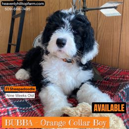 Goldendoodle, Poodle, and Sheepadoodle Puppies from Heavenly Hilltop Farm