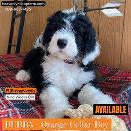 Goldendoodle, Poodle, and Sheepadoodle Puppies from Heavenly Hilltop Farm