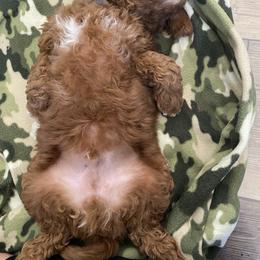 Goldendoodle Puppies from Anna Liu
