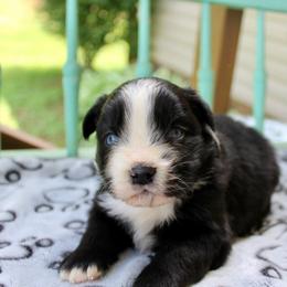 Ranger - Black & white male Miniature Australian Shepherd puppy in Lowgap, North Carolina from Ramblin’ Rose Mini's