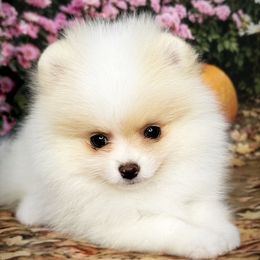 AKC Nimbus 3800 - Cream parti male Pomeranian puppy in Oklahoma City, Oklahoma from Belle House Pomeranians