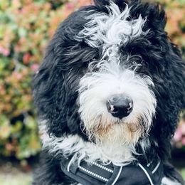 Bernedoodles from Destined 4 Doodles