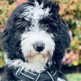 Bernedoodles from Destined 4 Doodles