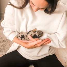 Companion Cross Puppies from The Darling Pup