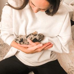 Companion Cross Puppies from The Darling Pup