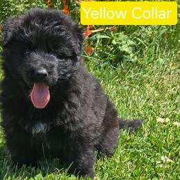 Yellow Collar - Black female German Shepherd puppy in Sumner, Iowa from Vom Wilke Kennels