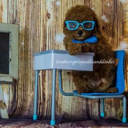 Poodle Puppies from Southern Girls Poodles