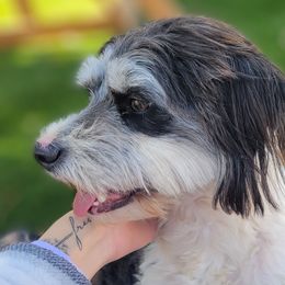 Aussiedoodles, Bordoodles, and Double Doodles from Ramirez Family Doodles