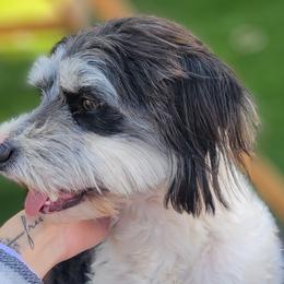 Aussiedoodles, Bordoodles, and Double Doodles from Ramirez Family Doodles