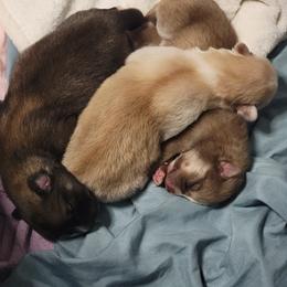 Pomsky Puppies from White Horse Pomsky's