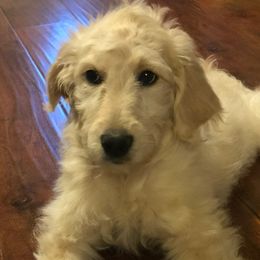 Bonnie - Goldendoodle