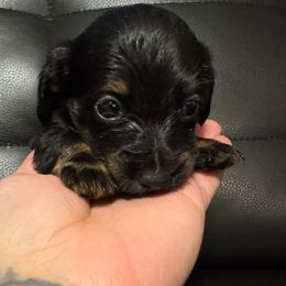 Maggie - Black and tan female Dachshund puppy in Magnolia, Texas from J&R Macias Dachshunds