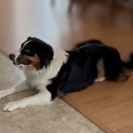 Hans - Black tri-color male Australian Shepherd puppy in Colfax, Wisconsin from Heart and Solberg Aussies
