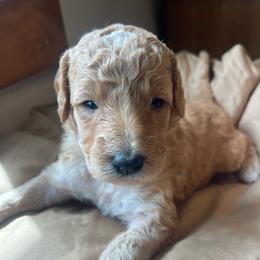 Red abstract female - Red female Bernedoodle puppy in Clarksville, Iowa from Iowa Heartland Doodles