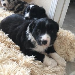 Australian Shepherd Puppies from Hammer Aussies