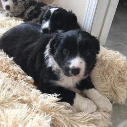 Australian Shepherd Puppies from Hammer Aussies