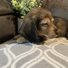 Porter W. - Sable male Dachshund puppy in Ranburne, Alabama from Camdox