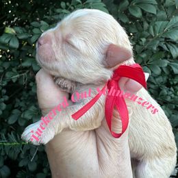 Chardonnay - Wheaten female Miniature Schnauzer puppy in Newark, Ohio from Tuckered Out Schnauzers