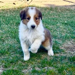 Noah - male Scottish Collie puppy in Newcastle, Wyoming from Wykota 7K Scottish Collies