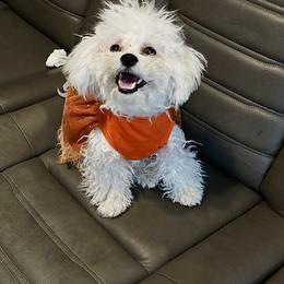 Bichon Frise puppies from Sissy’s Heavenly Paws