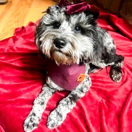 River - Goldendoodle