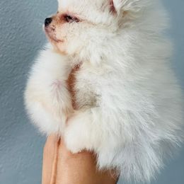 Pomeranian Puppies from Dory Poms Zuñiga