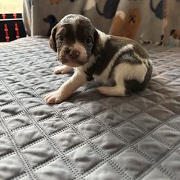 Boy 3 - Liver and white male Brittany puppy in Adairsville, Georgia from Rocking L Farms