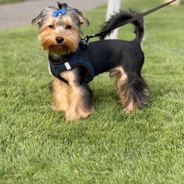 Yorkshire Terrier Puppies from North Idaho Yorkies