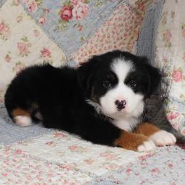 Ebony - Black tri female Toy Australian Shepherd puppy in Okeana, Ohio from Fetching Toy Aussies