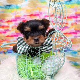 Cash - Blue and gold male Yorkshire Terrier puppy in Monticello, Iowa from Ashley’s Puppies