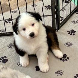 Ross - Black tri-color male Australian Shepherd puppy in Bethlehem, Georgia from CJ Farm and Kennels