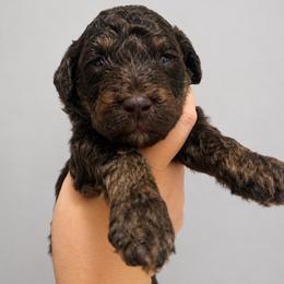 Toffee - Brown female Poodle puppy in Grovetown, Georgia from PND Kennel