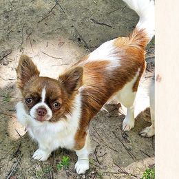 Webby - Chihuahua