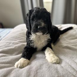 Bernedoodle, Cockapoo, and Goldendoodle Puppies from Avery Doodle Day LLC