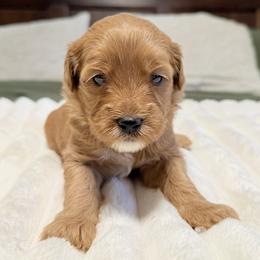 Nova (gren colar) - Apricot female Goldendoodle puppy in Twin Falls, Idaho from Magic Valley Family Doodles