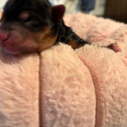 Jada - Blue and gold female Yorkshire Terrier puppy in Brandenburg, Kentucky from Lil Amazing Paws Yorkshire Terriers