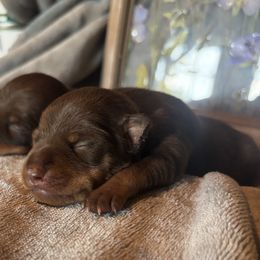 Darla - Chocolate and rust female Miniature Pinscher puppy in Atoka, Oklahoma from Boggy Depot Cavaliers & Friends