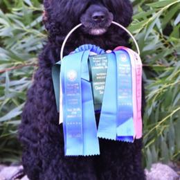 Portuguese Water Dogs from Whoosh Portuguese Water Dogs
