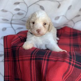 Cindy - Off-white Lagotto Romagnolo puppy in Chehalis, Washington from Scarlet Oak Lagotti