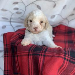 Cindy - Off-white Lagotto Romagnolo puppy in Chehalis, Washington from Scarlet Oak Lagotti