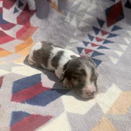 Dapple piebald - Dapple male Dachshund puppy in Umatilla County, Oregon from Divine Dogs