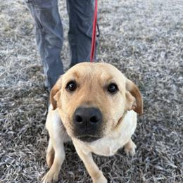 Honey - Yellow female Labrador Retriever puppy in Durango, Colorado from Burress Family Farm and Kennels